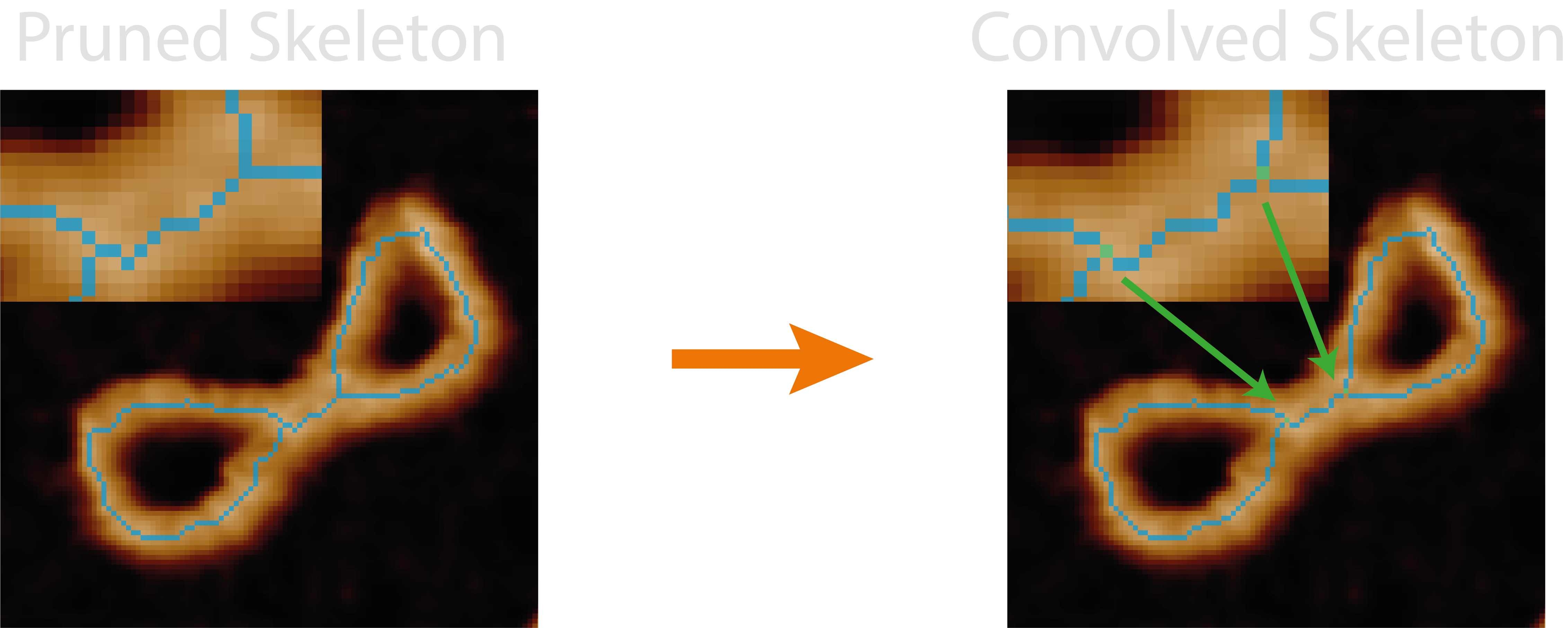 skeleton to convolved skeleton image