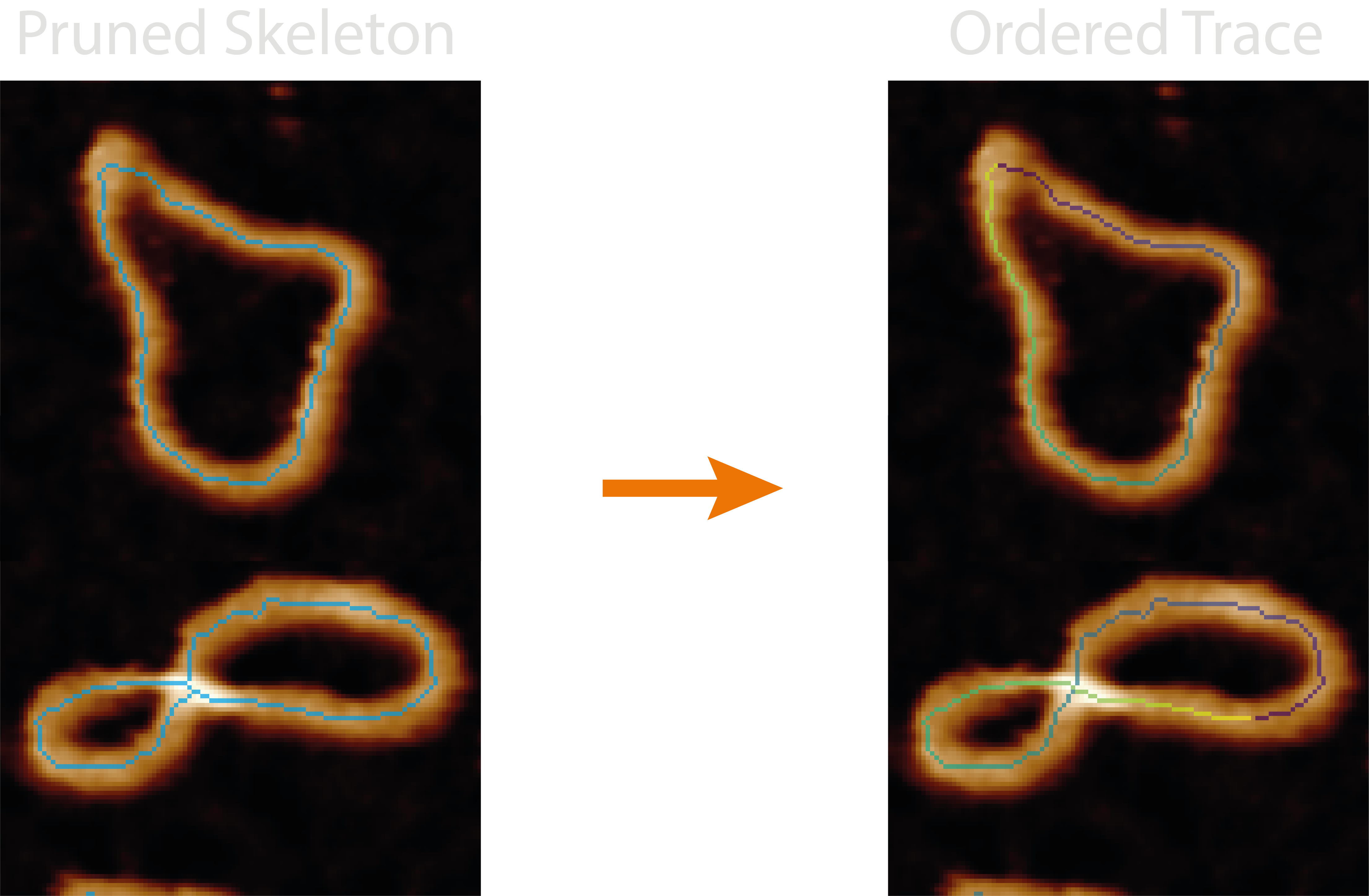 disordered skeleton to ordered trace