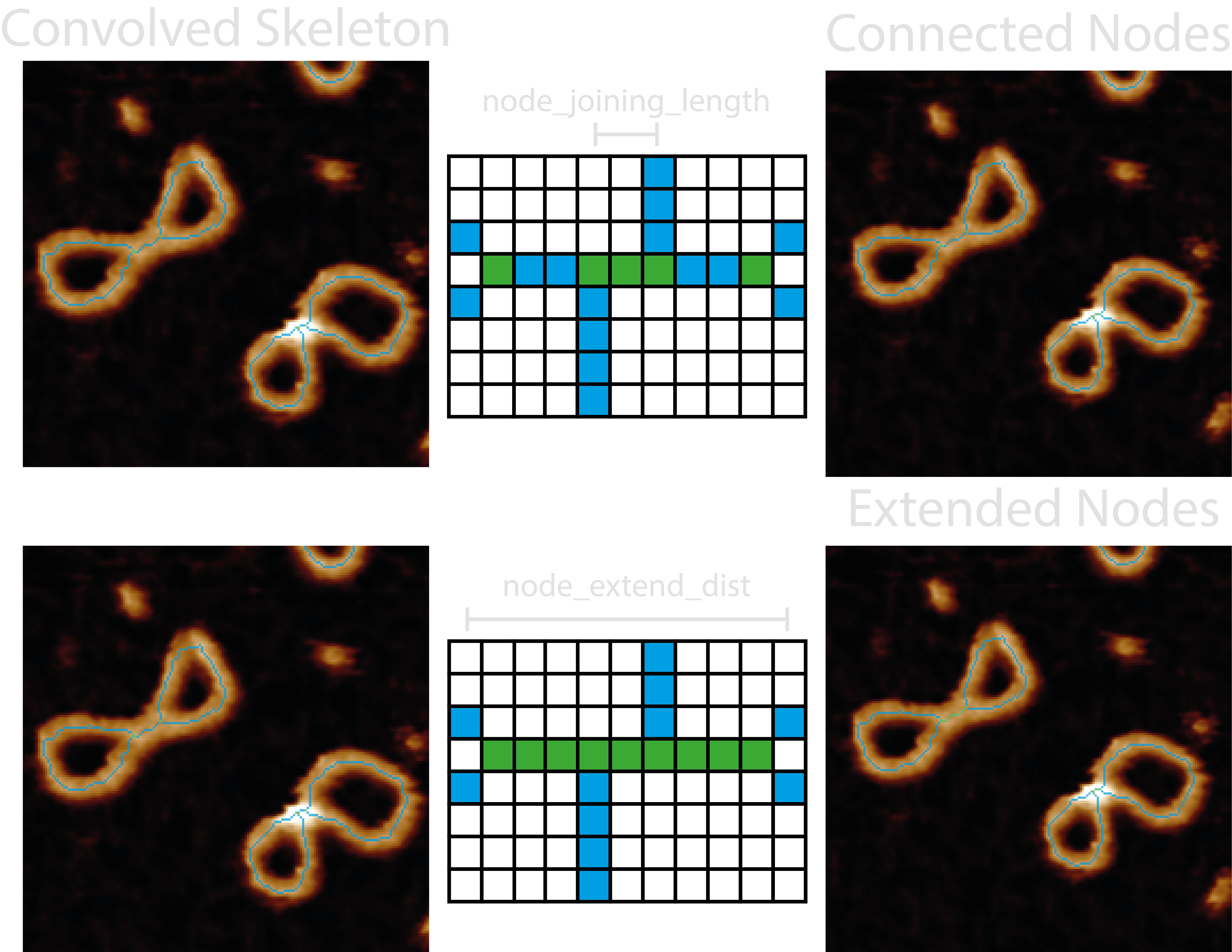 convolved skeleton to nodes image